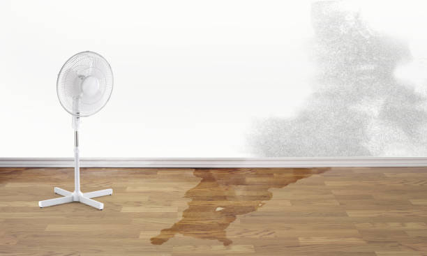 Best Carpet water damage restoration  in Roanoke, AL